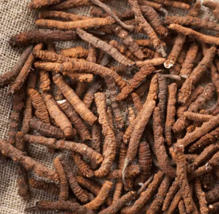 Cordyceps Sinensis for Menopause Energy SEO