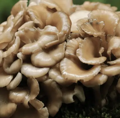 Maitake Mushroom for Weight Management SEO