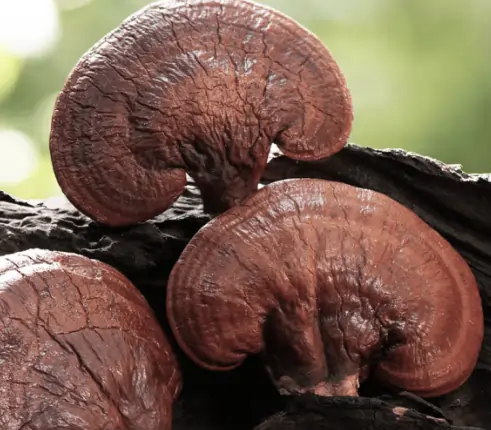 Reishi Mushroom for Hormonal Balance SEO