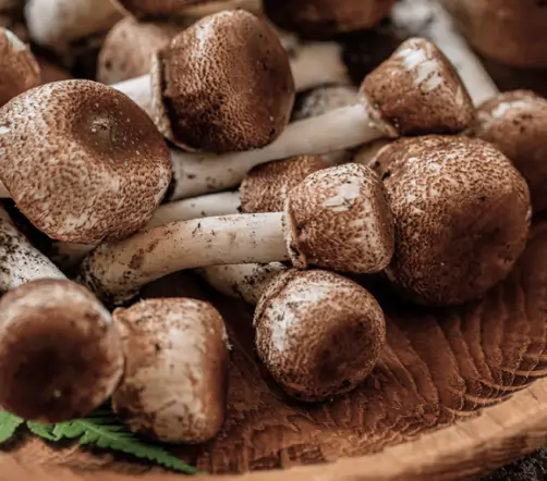 Royal Sun Agaricus Mushroom SEO