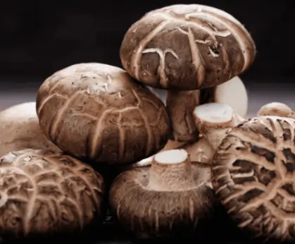 Shiitake Mushroom for Immune Support SEO