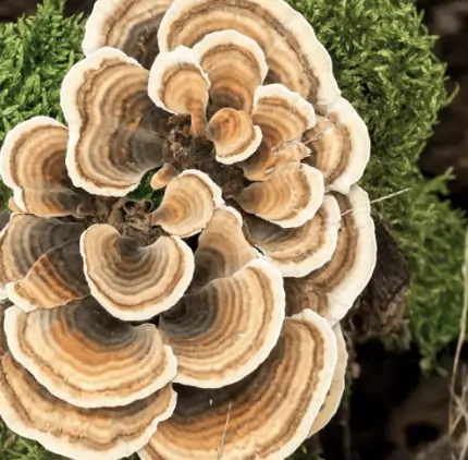 Turkey Tail Mushroom Extract SEO